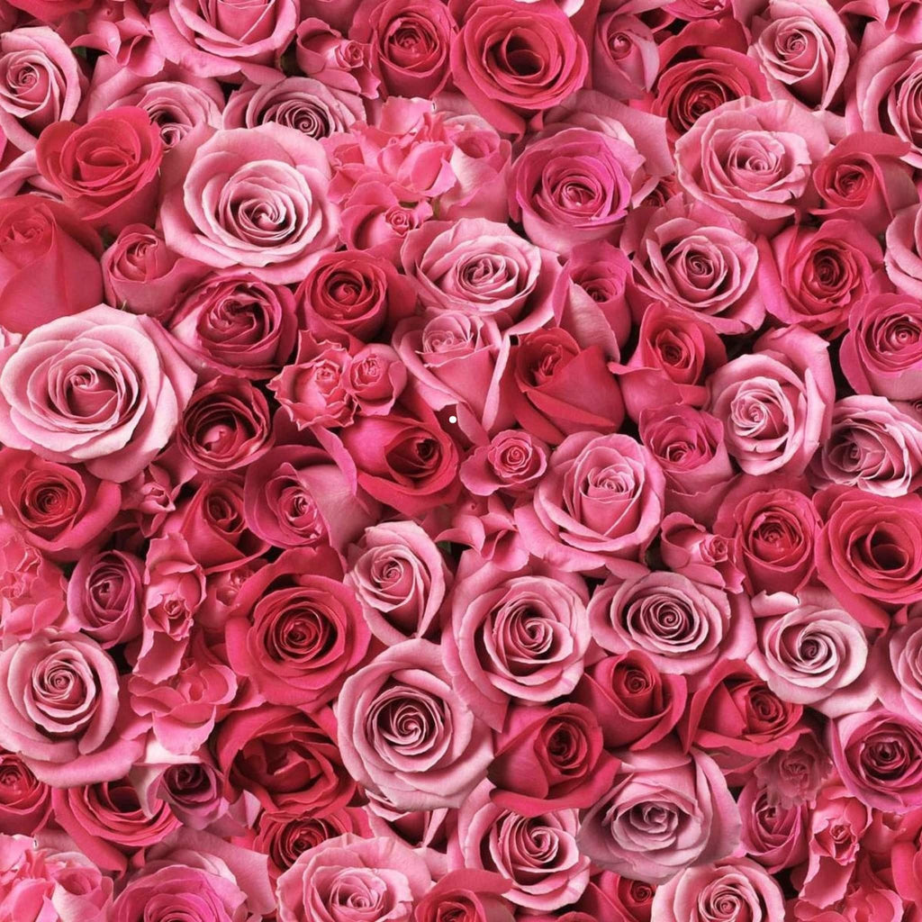Wild Rose Mist: The Skin-Loving Science Behind the Spritz